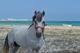 Cheval en Tunisie 