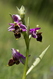 Ophrys apifera 4