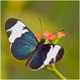 Papillon (2)