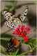 Papillon (7 et fin)