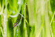 Yellow Spider dans la rizire, Madagascar