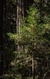 Squoia et progniture
