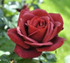 Rose I 07