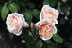Rose I 01
