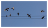 Le chant des cormorans