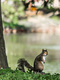 Squirrel, Audubon park #2