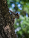Squirrel, Audubon park