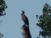 Maitre cormoran perche sur son arbre......