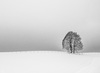 Black and White Winter