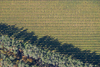 Vignoble de Bourgogne, en Automne