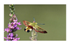 Vol du papillon colibri 'Moro-spinx) !