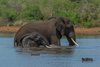 elephants et spectateurs