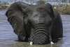elephant d'afrique