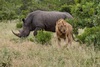 Le Lion et le Rhino