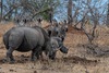 Deux Rhinos Blancs et cinq Spectateurs.