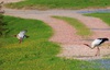 la cigogne au long bec et le vilain petit canard