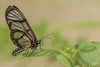 Papillon exotique (Metona grandiosa)
