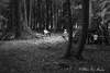 Jeux et méditation en forêt