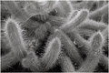 cactus # 02
