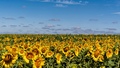 Tournesols