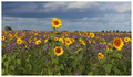 Tournesols en Picardie