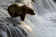 brook falls ( alaska )
