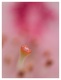 L' intimit d'un Rhododendron